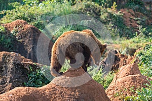 Closeup image of a brown bear (Ursus Arctos) photo
