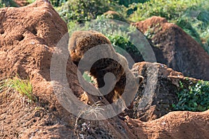 Closeup image of a brown bear (Ursus Arctos) photo