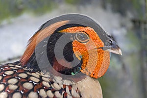 The closeup image of Cabot`s tragopan