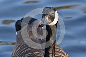 Closeup image of a Canadian Goose