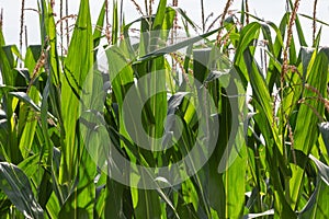 Corn stalks background