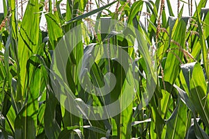 Corn stalks background