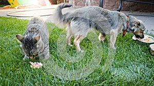 Closeup image of cute cat and dog eating food from bowl on the grass at house backyard