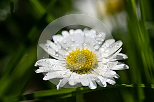 Closeup image of a daisy flower blossom on green background