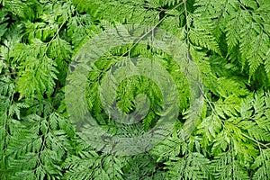 Davallia fejeensis or RabbitÃ¢â¬â¢s Foot fern in the garden photo