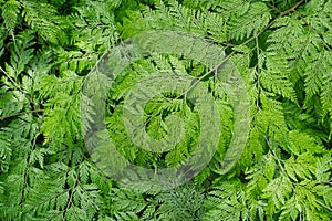 Davallia fejeensis or RabbitÃ¢â¬â¢s Foot fern in the garden photo