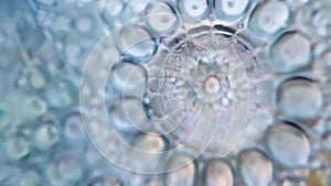 A closeup image of a diatom a type of phytoplankton known for its intricate and beautiful silica shell. The delicate
