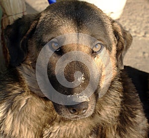 Detallado imagen de el perro triste ojos recubrimiento 