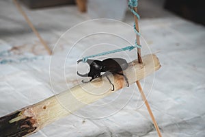 A Dynastes hercules tied by a rope on sugarcane piece