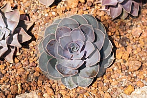 Echeveria Perle von Nurnberg in botanic garden