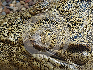 A closeup image of a estuarine crocodile.