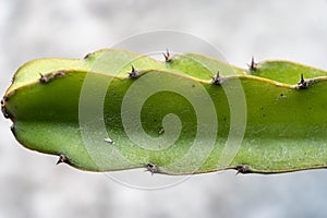 Closeup image of euphorbia ingens cactus trees. Euphorbia aggregata cactus from South Africa. Euphorbia trigona, cathedral cactus