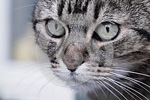 Closeup image with the face of a cat with green eye, a magnificent mustaches a