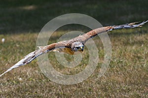 Ferruginous Hawk in flight