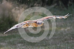 Ferruginous Hawk in flight