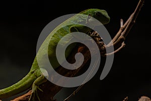 the closeup image of Fiji banded iguana (Brachylophus fasciatus)
