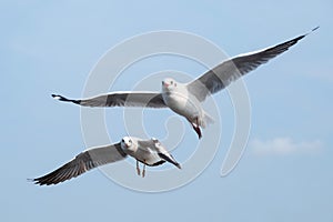 Closeup image of a flock of seagulls flying