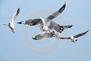 Closeup image of a flock of seagulls flying