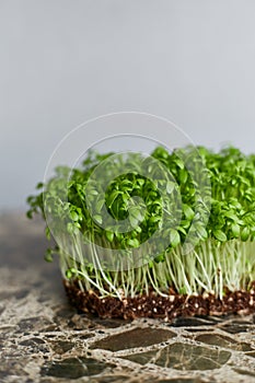 Closeup image of a fresh microgreen sprouts of green lutein isolated on grey background.