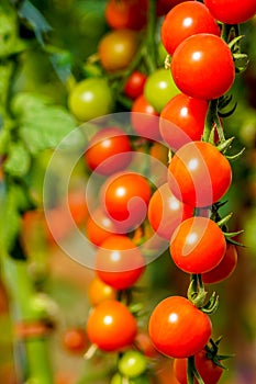 Image of fresh organic cherry tomatoes on tree