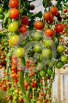 Image of fresh organic cherry tomatoes on tree