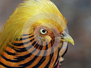 A closeup image of a glorious Golden Pheasant.
