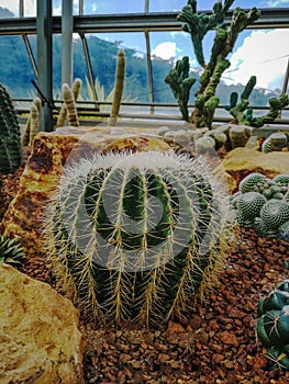 Closeup image of Golden barrel cactus echinocactus grusonii Echinocactus. Quills and prickly cactus spines. Very dangerous