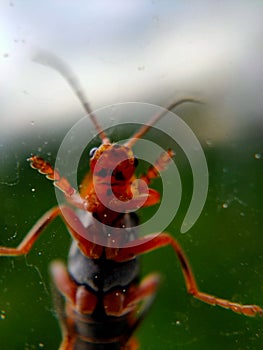 A closeup image of a grasshopper on a window. The window allows the viewer to see the minuscule details of the underside of a