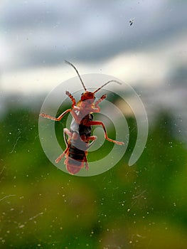 A closeup image of a grasshopper on a window. The window allows the viewer to see the minuscule details of the underside of a