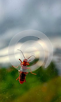 A closeup image of a grasshopper on a window. The window allows the viewer to see the minuscule details of the underside of a