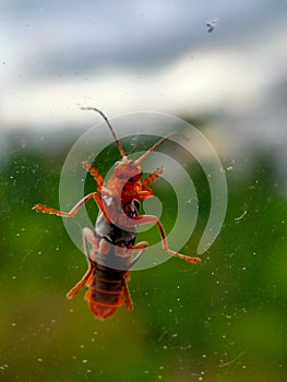 A closeup image of a grasshopper on a window. The window allows the viewer to see the minuscule details of the underside of a