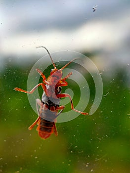 A closeup image of a grasshopper on a window. The window allows the viewer to see the minuscule details of the underside of a