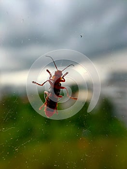 A closeup image of a grasshopper on a window. The window allows the viewer to see the minuscule details of the underside of a