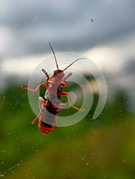 A closeup image of a grasshopper on a window. The window allows the viewer to see the minuscule details of the underside of a