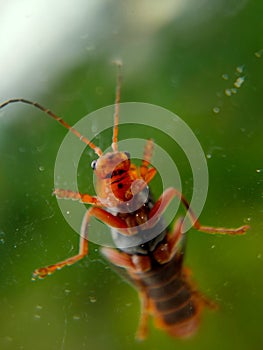 A closeup image of a grasshopper on a window. The window allows the viewer to see the minuscule details of the underside of a