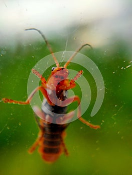 A closeup image of a grasshopper on a window. The window allows the viewer to see the minuscule details of the underside of a