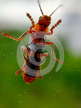 A closeup image of a grasshopper on a window. The window allows the viewer to see the minuscule details of the underside of a