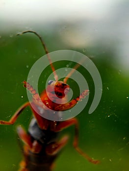 A closeup image of a grasshopper on a window. The window allows the viewer to see the minuscule details of the underside of a