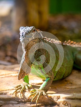 Closeup image of a green iguana lizard