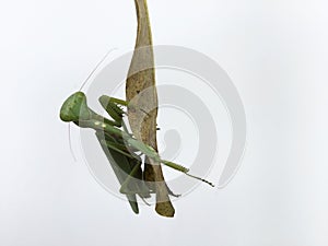 Closeup image of green mantis looking into camera on white background.