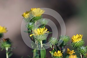 Closeup image of Gumweed Grindelia in organic garden .Grindelia has a calming effect it effective in the natural treatment of asth