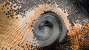 Closeup image of indina elephant crying. Tears falling from animal eyes