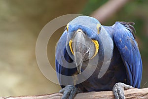 Closeup image of isolated Hyacinth Macaw