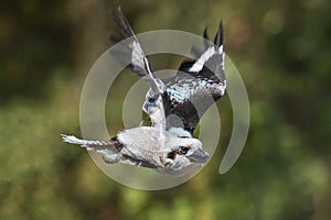 Laughing Kookaburra in flight photo