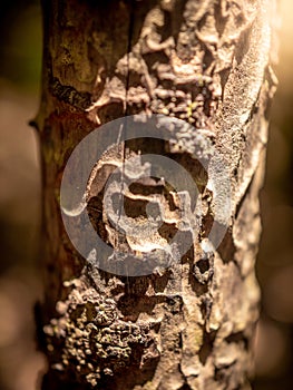 Closeup image of laurel tree texture in the forest