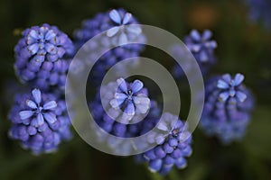 Closeup image of lavender flowers