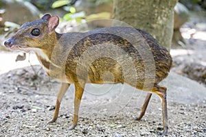 The closeup image of Lesser mouse-deerTragulus kanchil