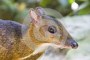 The closeup image of Lesser mouse-deerTragulus kanchil