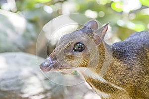 The closeup image of Lesser mouse-deerTragulus kanchil