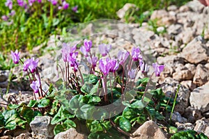 Closeup image of lilac cyclamen flowers at sunset